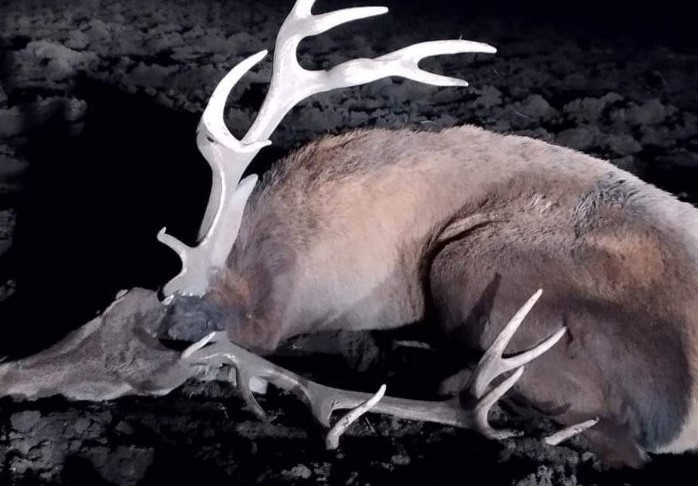 Бракониери убиха благороден елен в Русенско. Те са заловени с